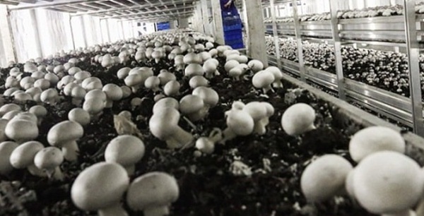 Mushroom Farming