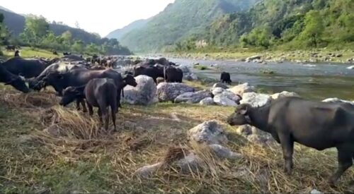 गृष्मकालीन प्रवास पर पहुंचा घुमंतू गुज्जर समुदाय