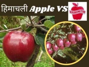 Apple News: केंद्र के Washington Apple पर शुल्क घटाने से हिमाचली सेब खतरे में- CM Himachal