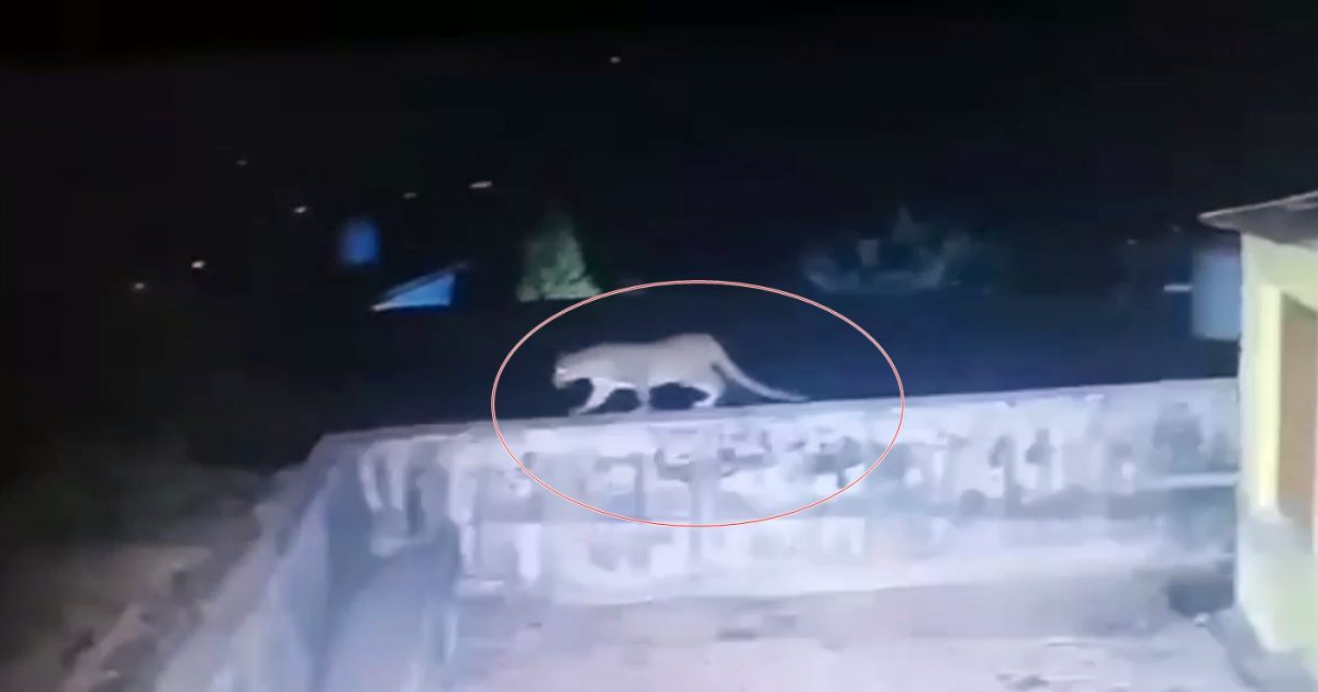 वीडियो: हिमाचल के नालागढ़ में घर के आंगन में टहलता और कुत्ते का पीछा करता नजर आया तेंदुआ