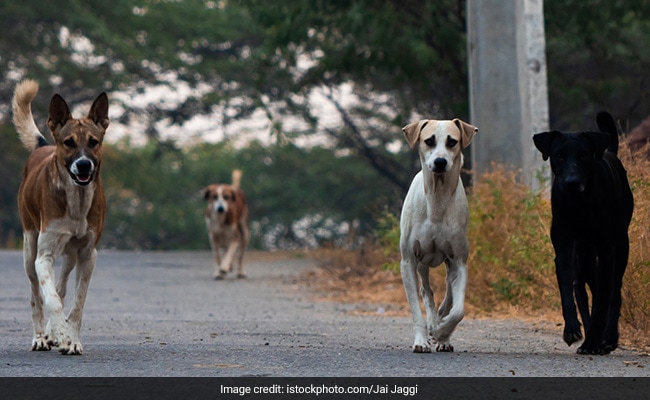 4-Month-Old Dies After Being Attacked By Stray Dog In Hyderabad