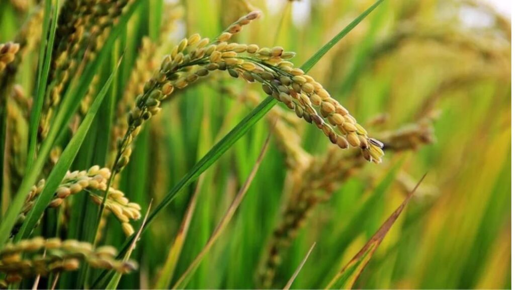 Kharif