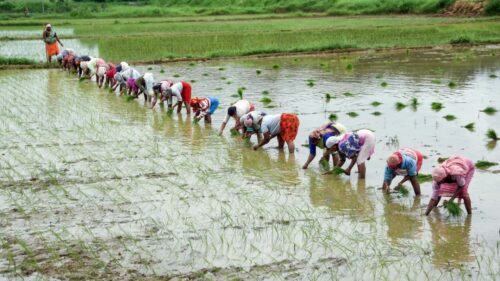 Kharif