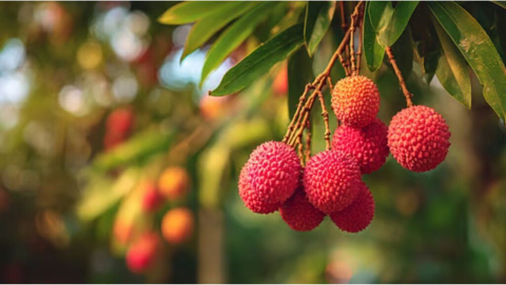 Litchi
