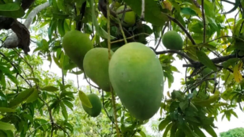 Mango