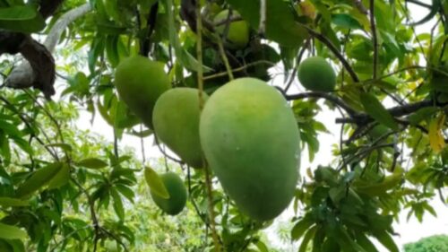 Mango