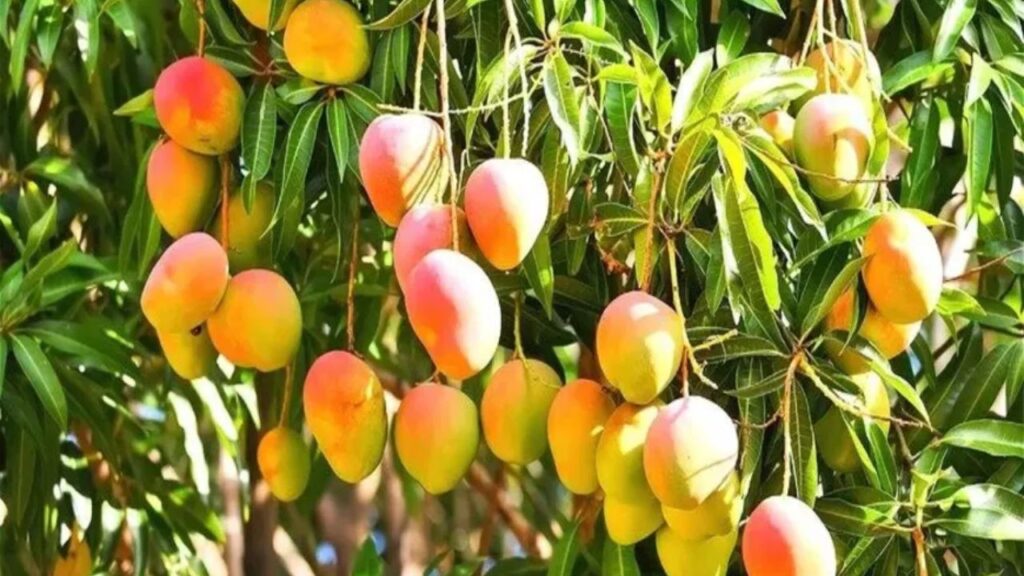 Mango