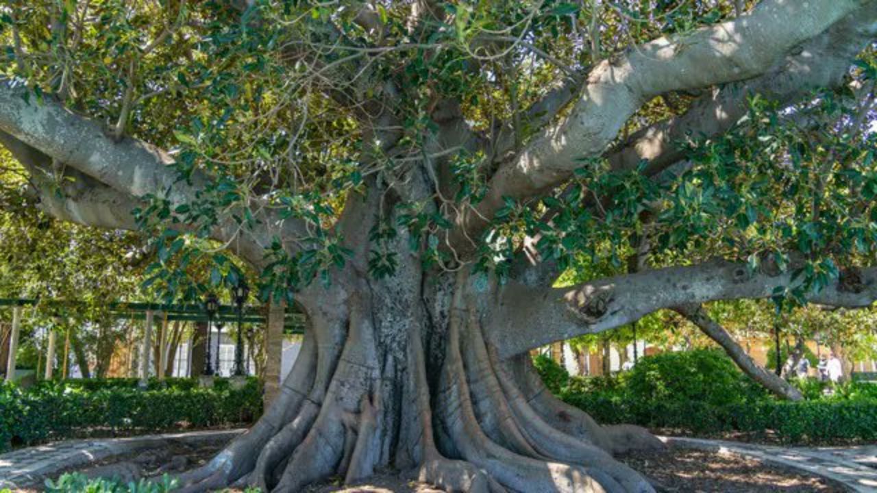 Banyan Tree