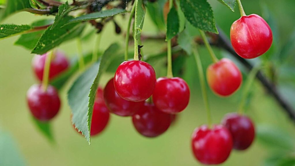 Cherries