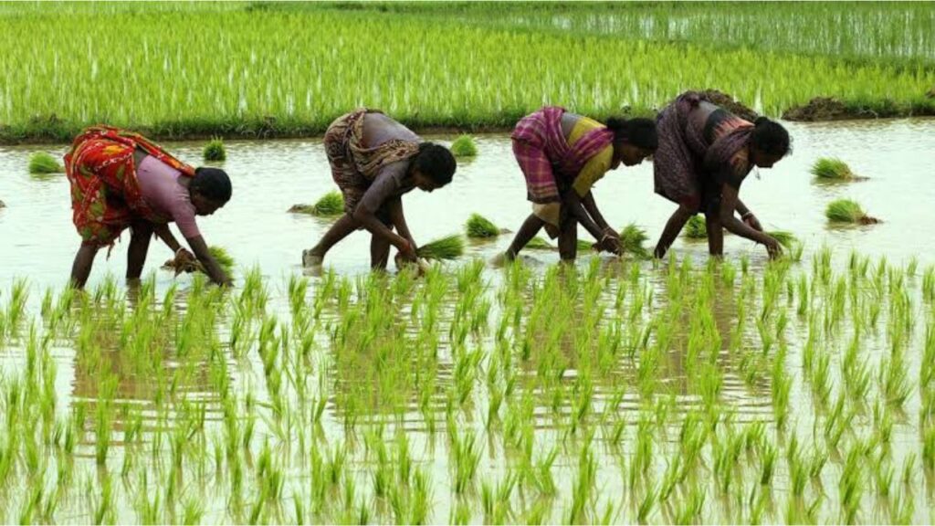 Kharif