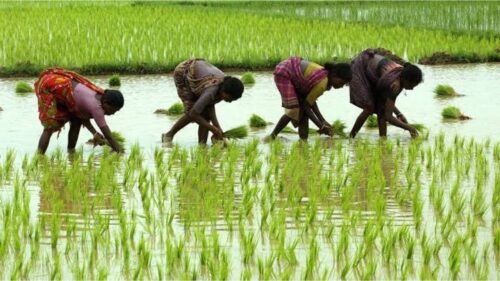 Kharif
