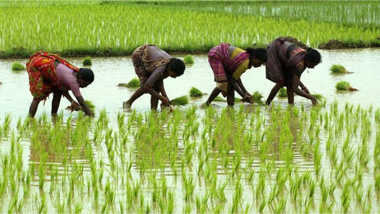 Kharif