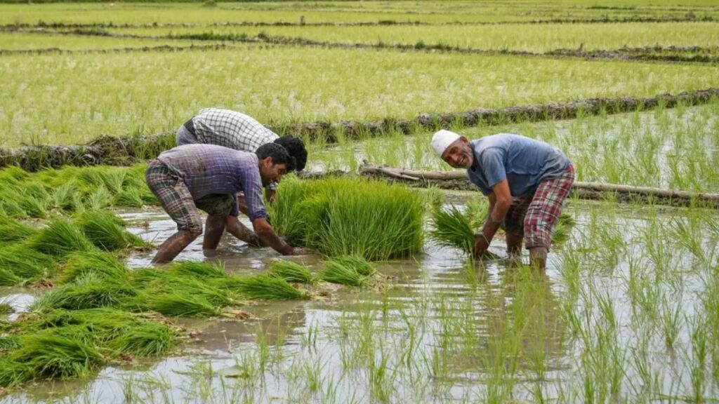 Kharif