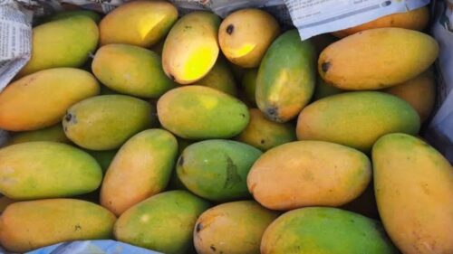 Mango