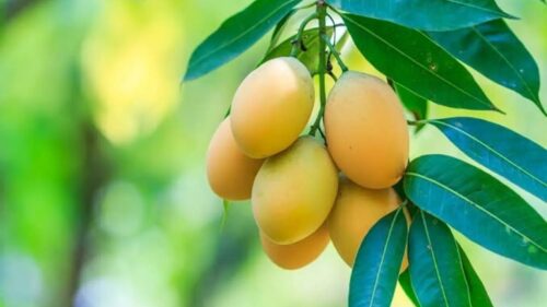 Mangoes