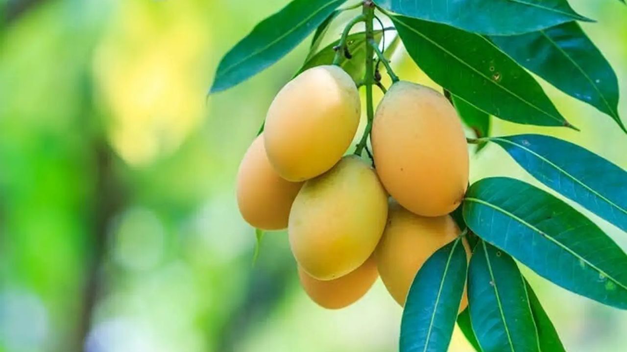 Mangoes